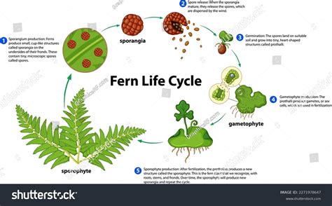 fern的意思